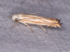 Polyhymno luteostrigella