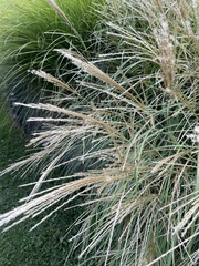 Miscanthus sinensis