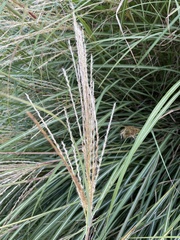Miscanthus sinensis