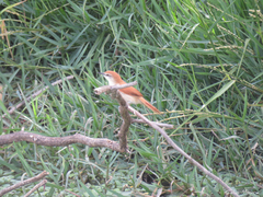 Certhiaxis cinnamomeus