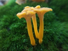 Cantharellus minor