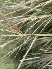Miscanthus sinensis