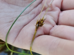 Carex oligosperma