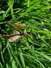 Tipula