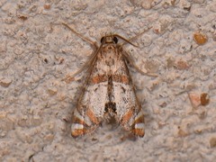 Petrophila jaliscalis
