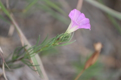 Ipomoea capillacea