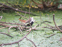 Arundinicola leucocephala