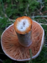 Lactarius deterrimus