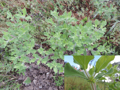 Acanthospermum hispidum