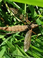 Tipula