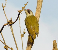 Picus viridis