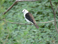 Fluvicola albiventer