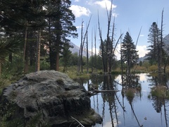 Pinus contorta murrayana