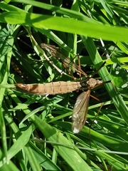 Tipula