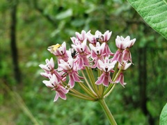 Pyraustinae