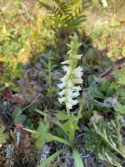 Spiranthes ochroleuca