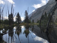 Pinus contorta murrayana