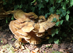 Meripilus giganteus