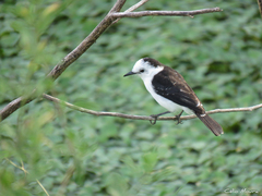 Fluvicola albiventer