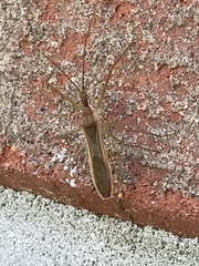 Zelus cervicalis