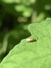 Thaumatomyia glabra