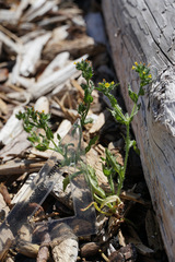 Amsinckia spectabilis