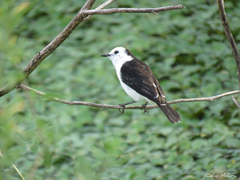 Fluvicola albiventer