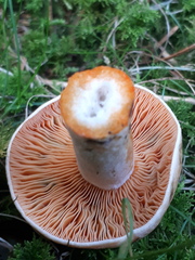 Lactarius deterrimus