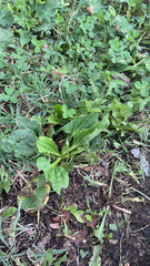 Plantago major