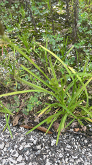 Eleusine indica