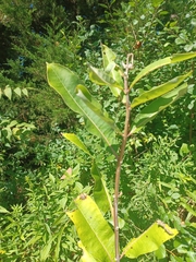 Asclepias syriaca