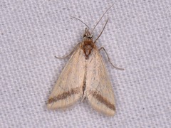 Microtheoris vibicalis