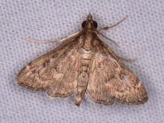 Steniodes declivalis
