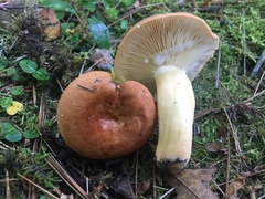 Lactarius volemus image