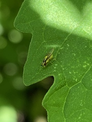 Thaumatomyia glabra