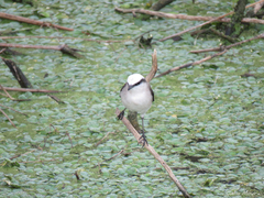 Fluvicola nengeta