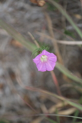 Ipomoea capillacea