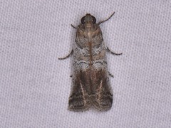 Chararica hystriculella