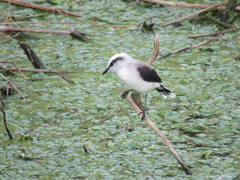 Fluvicola nengeta