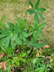 Lupinus polyphyllus