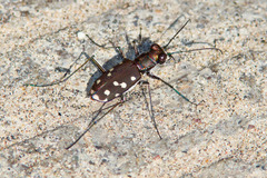 Cicindela sedecimpunctata