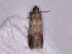 Chararica hystriculella