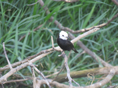 Arundinicola leucocephala