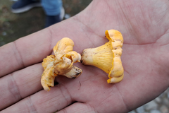 Cantharellus