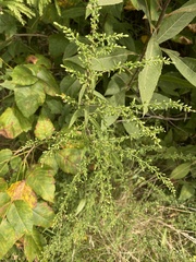 Symphyotrichum lateriflorum