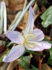 Colchicum