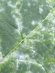 Erysiphe alphitoides