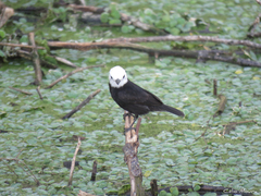 Arundinicola leucocephala