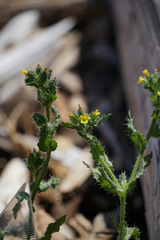 Amsinckia spectabilis