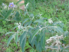 Solanum stipulaceum